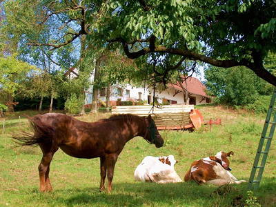Bild 9 aus  Hof-Heiß
