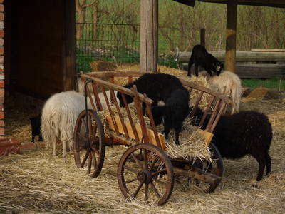 Bild 12 aus  Erlenhof im Oderbruch - Rund ums Schaf