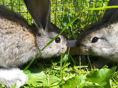 Bild 8 aus  Biohof Bilger