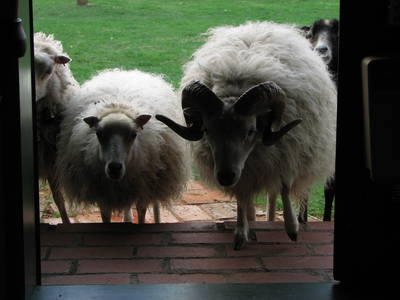 Bild 24 aus  Erlenhof im Oderbruch - Rund ums Schaf