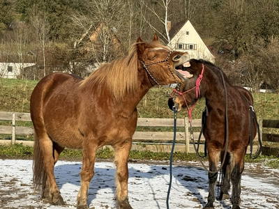 Bild 23 aus  Hof in Liebesdorf