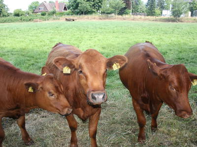 Bild 27 aus  Ferienhof Lucht