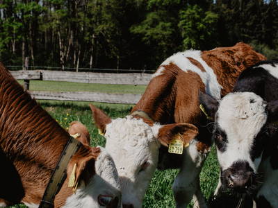 Bild 2 aus  Hainzlmeirhof mit Blick in die Berge