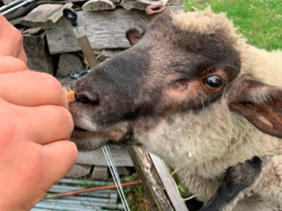 Bild 7 aus  Ferienhaus  Mecklenburg