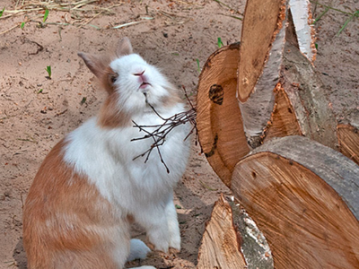 Bild 10 aus  Inselcamp Rügen