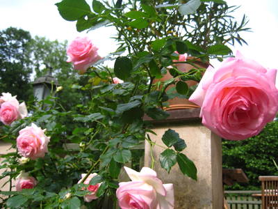 Bild 15 aus  Schloss Neuhausen