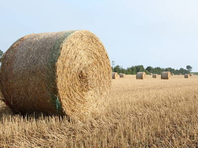 Bild 20 aus  Hof Muhs