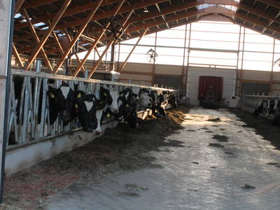 Der neue Laufstall mit automatischem Melksysthem