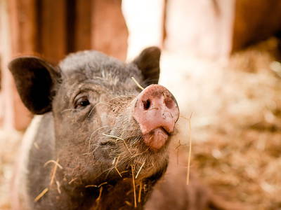 Bild 13 aus  Nengshof – Natururlaub in der Eifel