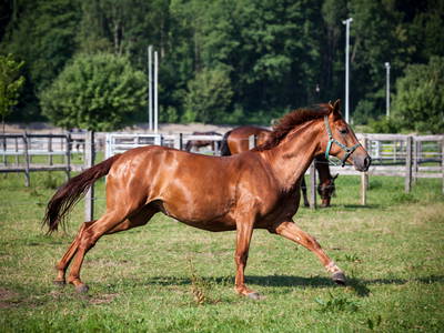 Bild 19 aus  Ferienwohnungen Seehof am Waginger See