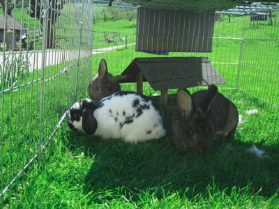 Bild 9 aus  Maierhof