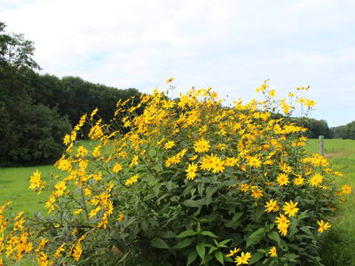 Wenn unser Topinambur eskaliert