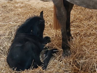 Bild 39 aus  Haus Bergquell mit Pferdestall