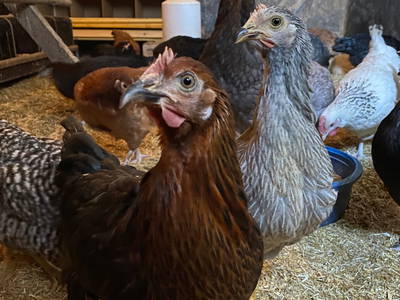 Bild 12 aus  Ostsee Ferienhof Kluvetasch