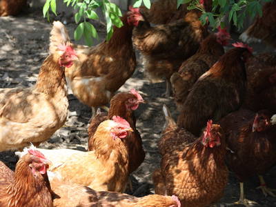 Bild 21 aus  Frankhof