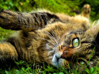 Bild 16 aus  Brunnenhof Hiss