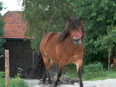 Bild 13 aus  BioFerienhof Höfler