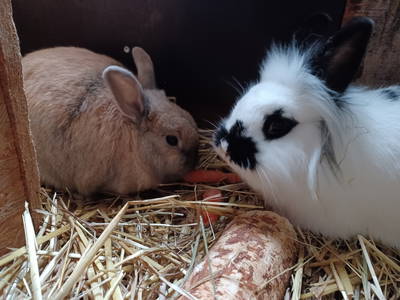 Bild 44 aus  Ferienhof Nordorfer Grashaus