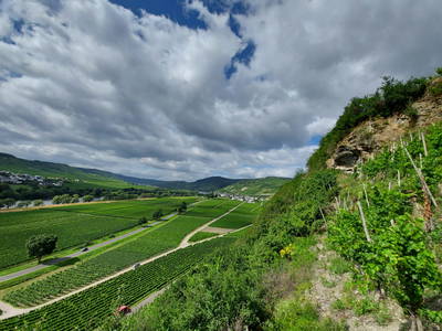 Bild 15 aus  Weingut Ferres