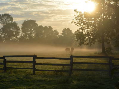 Bild 25 aus  Luftsnapper & Fellnasen