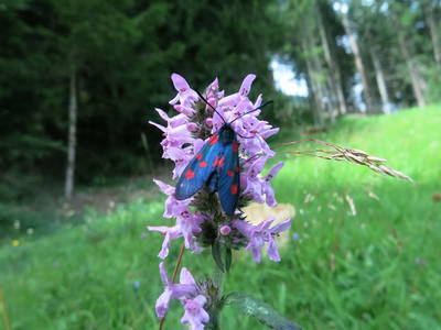 Bild 9 aus  Gasthof Messnerhof