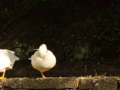 Bild 14 aus  Gästehaus und Biohof Sonnenstatter
