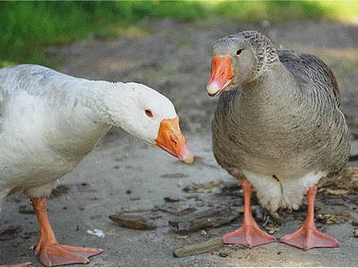 Bild 8 aus  Ferien & Reiterhof Landgut Lischow