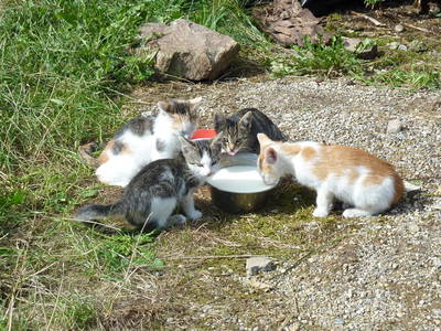 Bild 8 aus  Oberhöfenhof