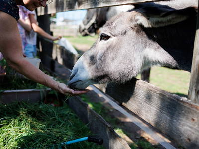 Bild 22 aus  Feriendorf Nehmeier