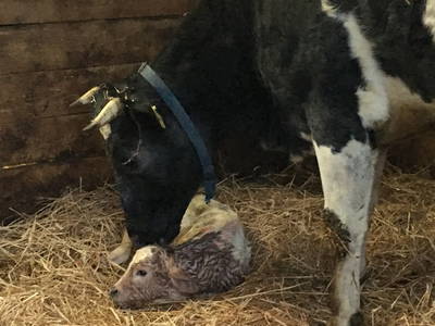 Geburt - Kuh "Herzilein" - ein gesunder Junge - Ferienhof Kluvetasch