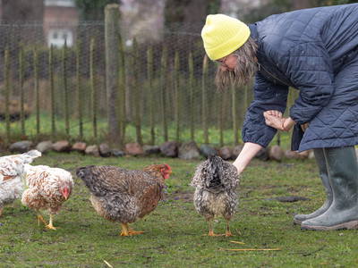 Hühnerfütterung vom Montag bis Freitag