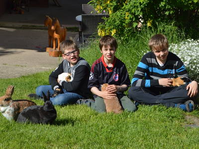 unsere Hasen und Meerschweinchen