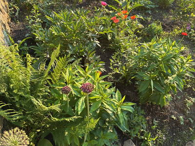 Bild 19 aus  Blogstube in Hinterhermsdorf