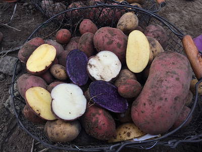 Bild 4 aus  Bauer Lange