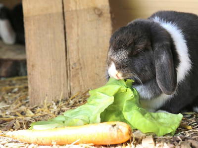 Bild 22 aus  Hollweck's Landoase