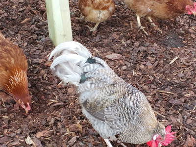 Bild 7 aus  Maurerhof