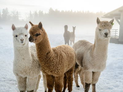 Bild 9 aus  LandSelection Hussnhof - Farm Lodge