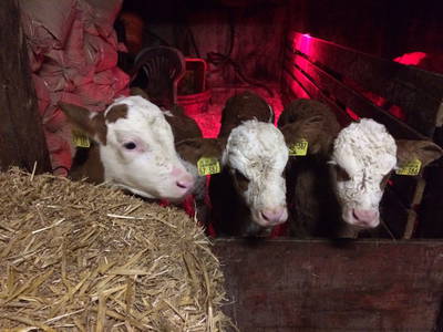 Bild 26 aus  Bauernhofpension Bals