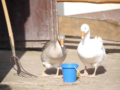 Bild 9 aus  Familienbauernhof Faß