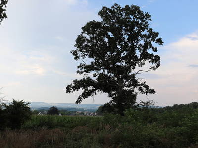 Bild 5 aus  BIO HOF BRINKMANN