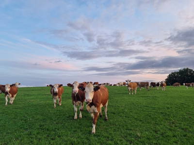 Bild 14 aus  Bauernhof Härtel