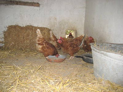 Bild 12 aus  Bauernhof Meyn