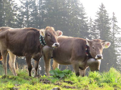 Bild 27 aus  Landhaus Alt mit  Bauernhof* Gesundes Wohnen In Freier Natur* Tolle-Angebote *Bergbahn Unlimited*