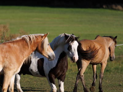 Bild 8 aus  Der Wassermannshof