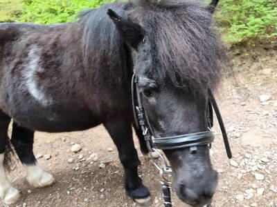 Bild 21 aus  Bauernhof Kieslinger