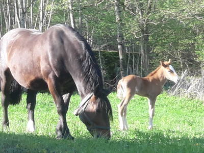 Bild 15 aus  Bichlerhof