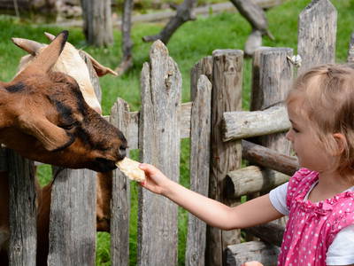 Bild 41 aus  Pension Baarblick