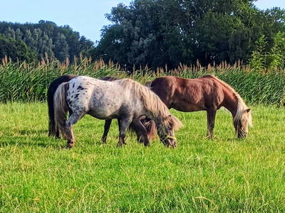 Bild 16 aus  Ferienhof Hasseler