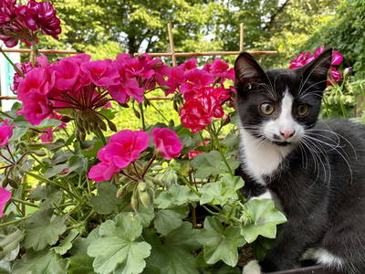 Bild 20 aus  Erlebnis-Bauernhof Kliewe auf der Insel Rügen