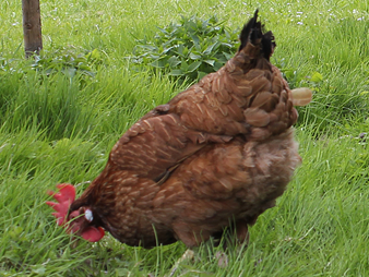 Bild 28 aus  Meisterhof